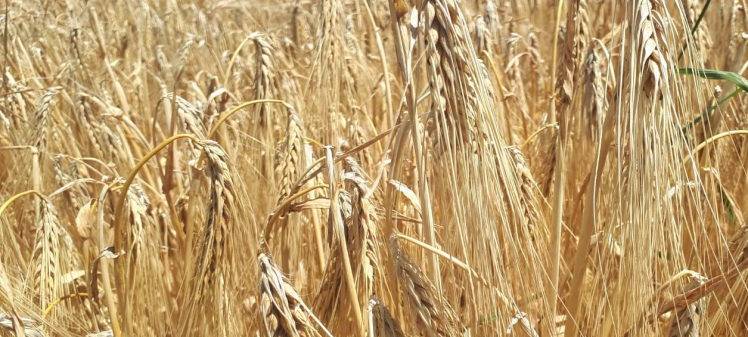 Heimische Bauern sind mit Ernte der Wintergerste zufrieden