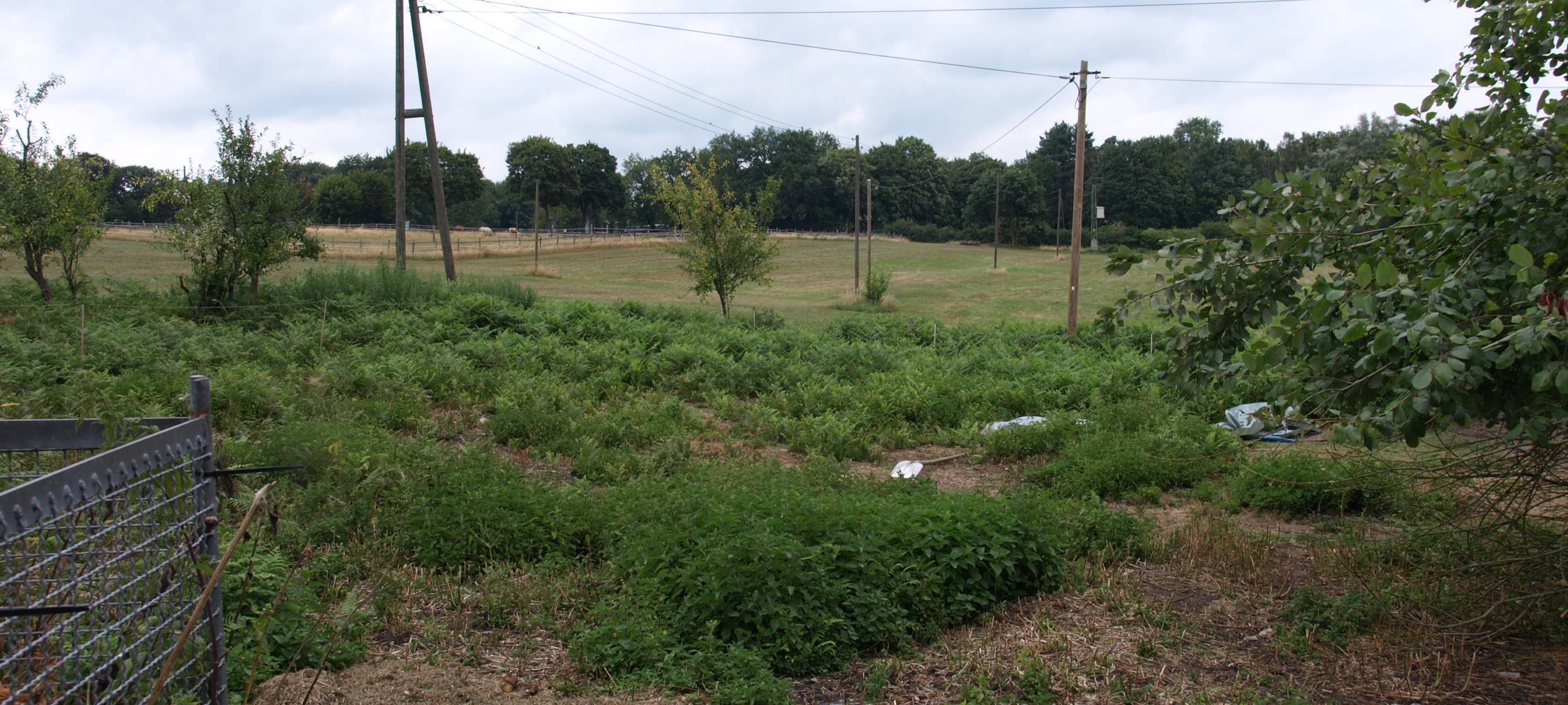 Hünxe - Bruckhausen: Wolf reißt Kamerunschaf