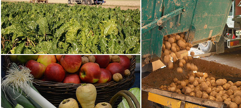 Rheinische Bauern: Frisches Gemüse und Milch vor Ort kaufen