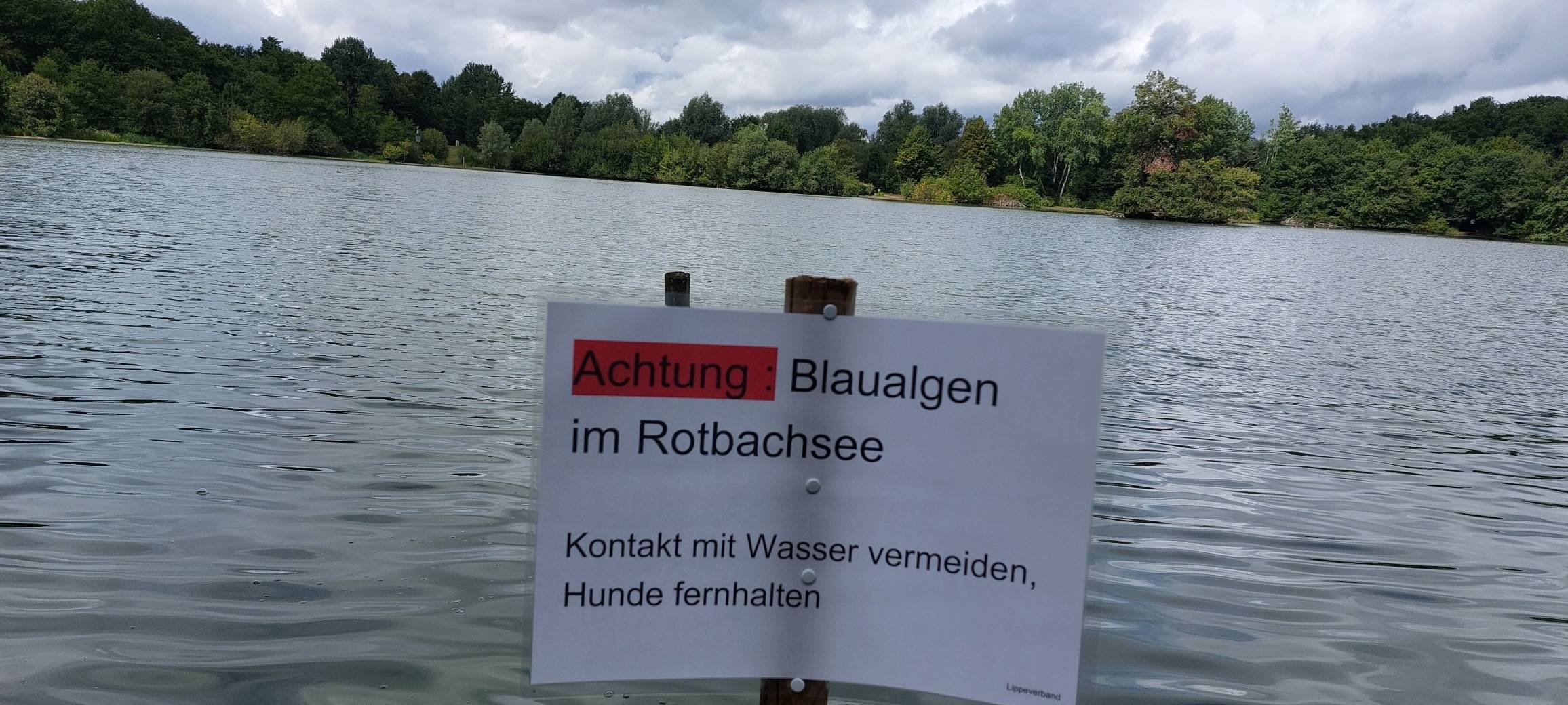Blaualgen im Rotbachsee: Gefahr für Hund und Mensch