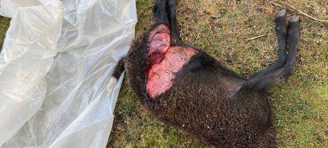 Wolf schlägt in Hünxe zu: Kamerunschaf gerissen