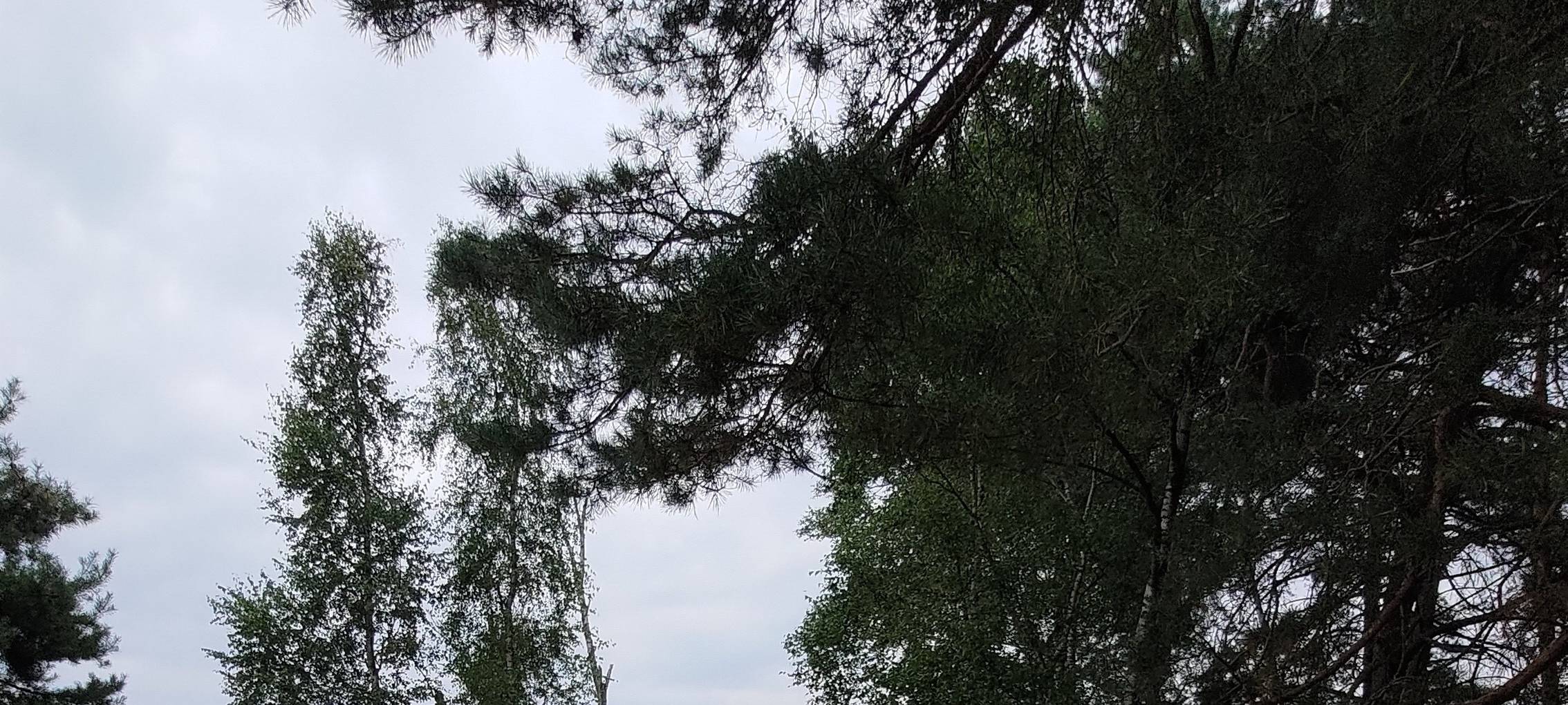 Der Moorbohlenweg im Diersfordter Wald ist saniert