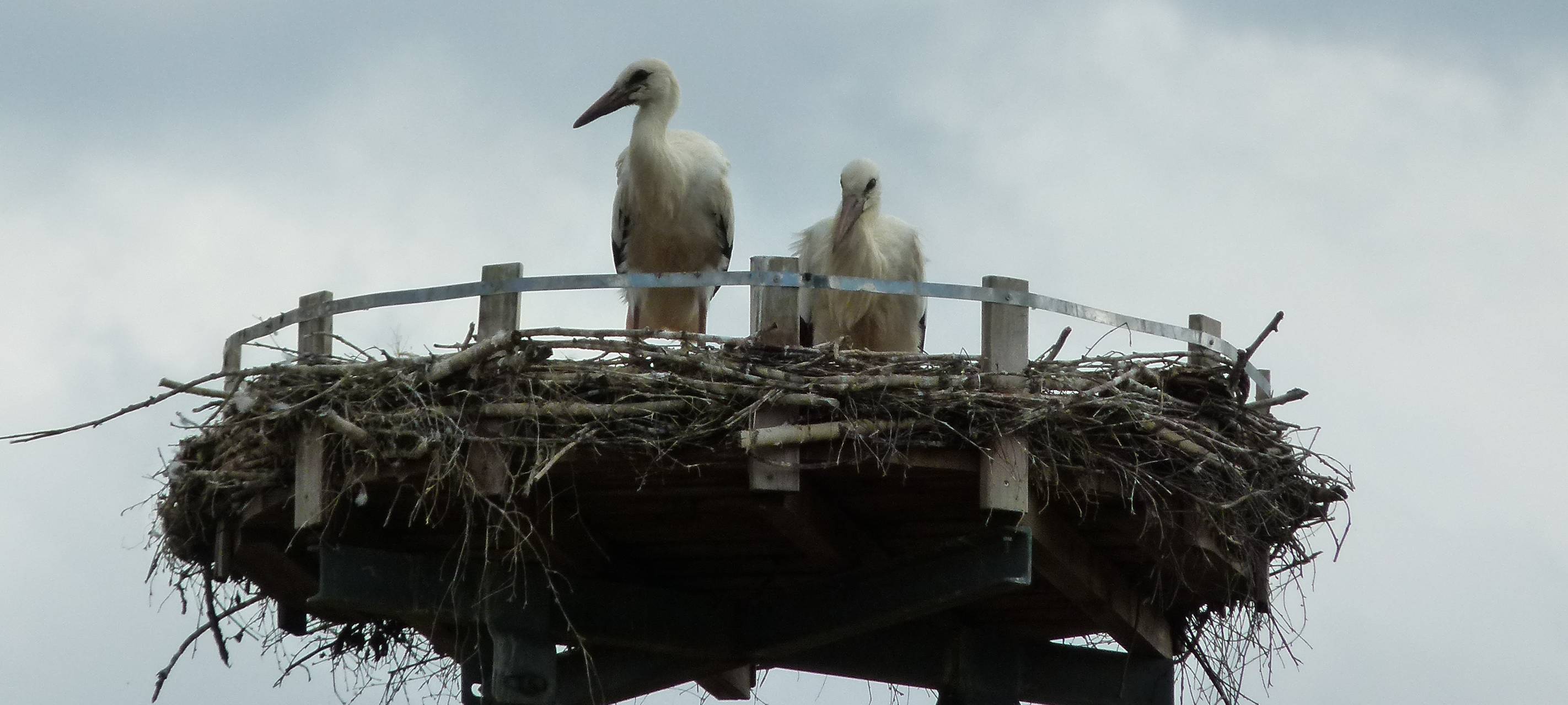 Erfolg beim Storchennachwuchs in Hünxe