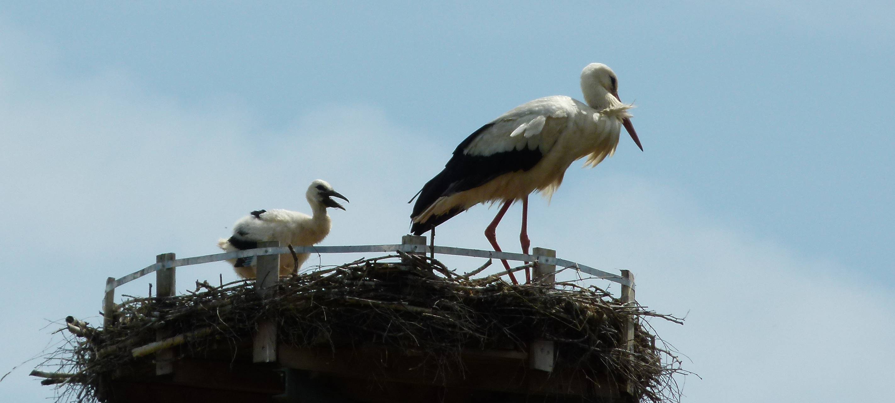 Erfolg beim Storchennachwuchs in Hünxe