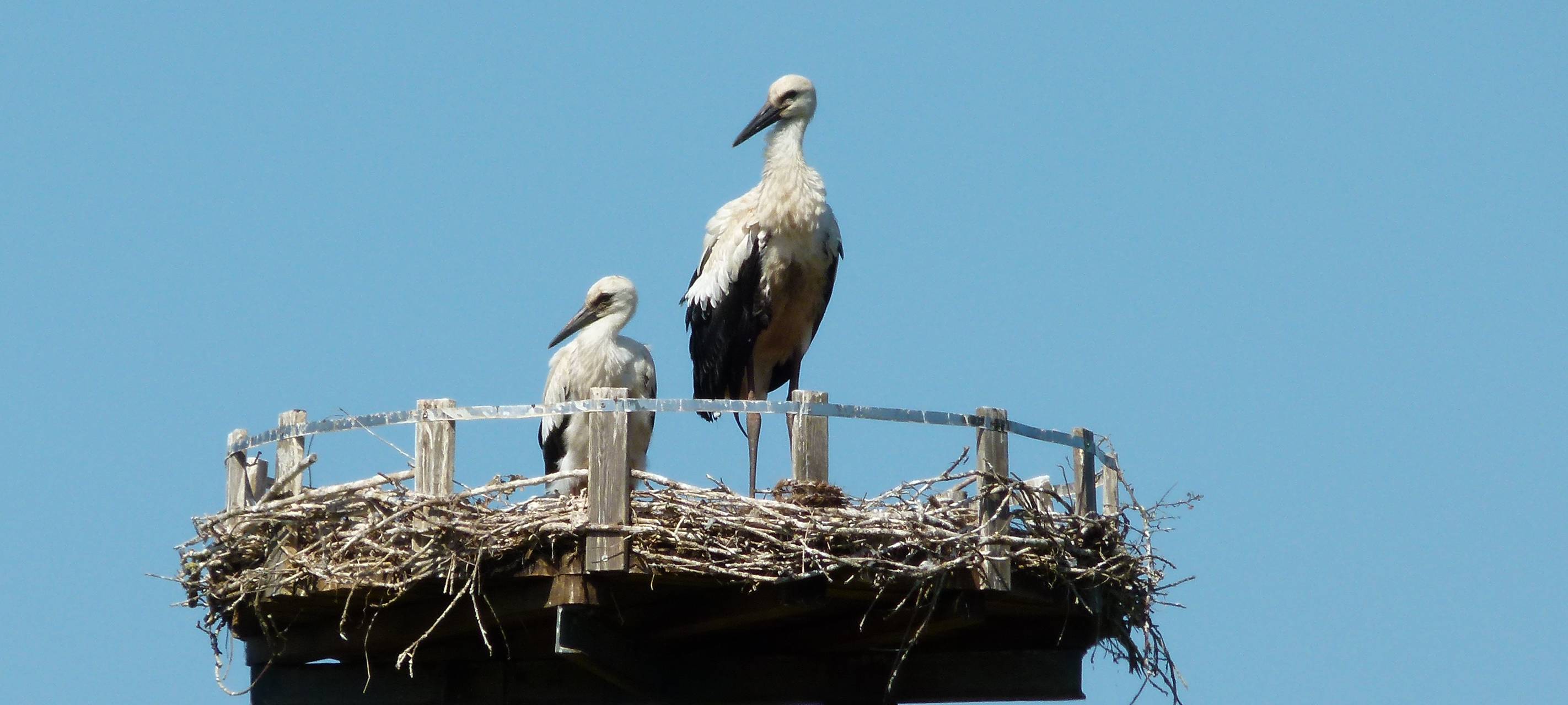 Erfolg beim Storchennachwuchs in Hünxe