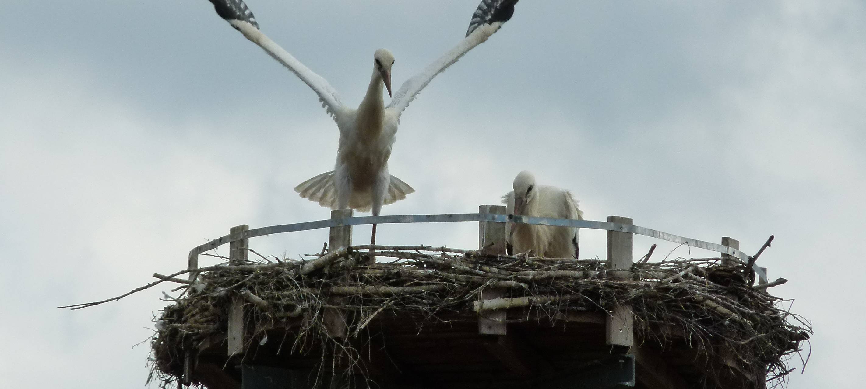 Erfolg beim Storchennachwuchs in Hünxe