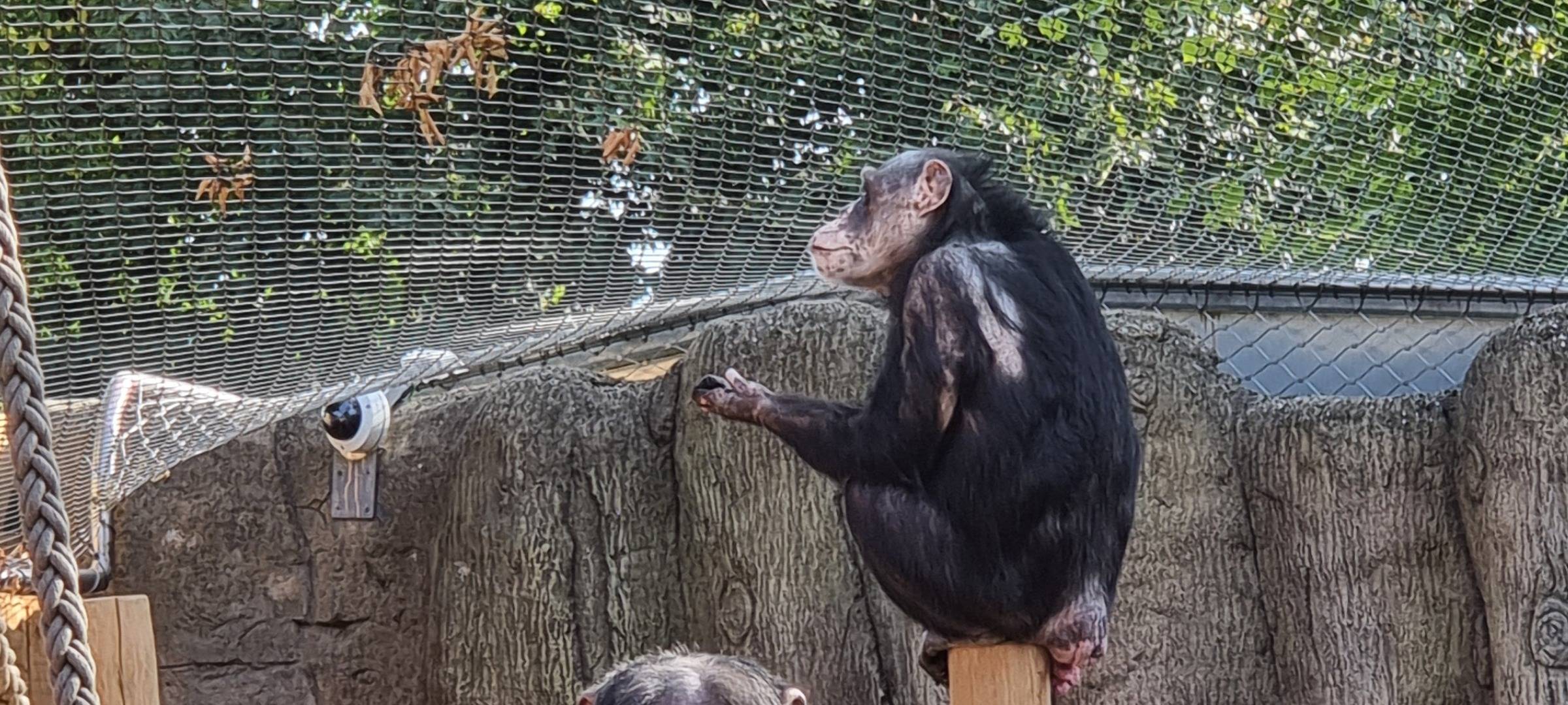 Schimpansen in Krefeld erobern neue Außenanlage