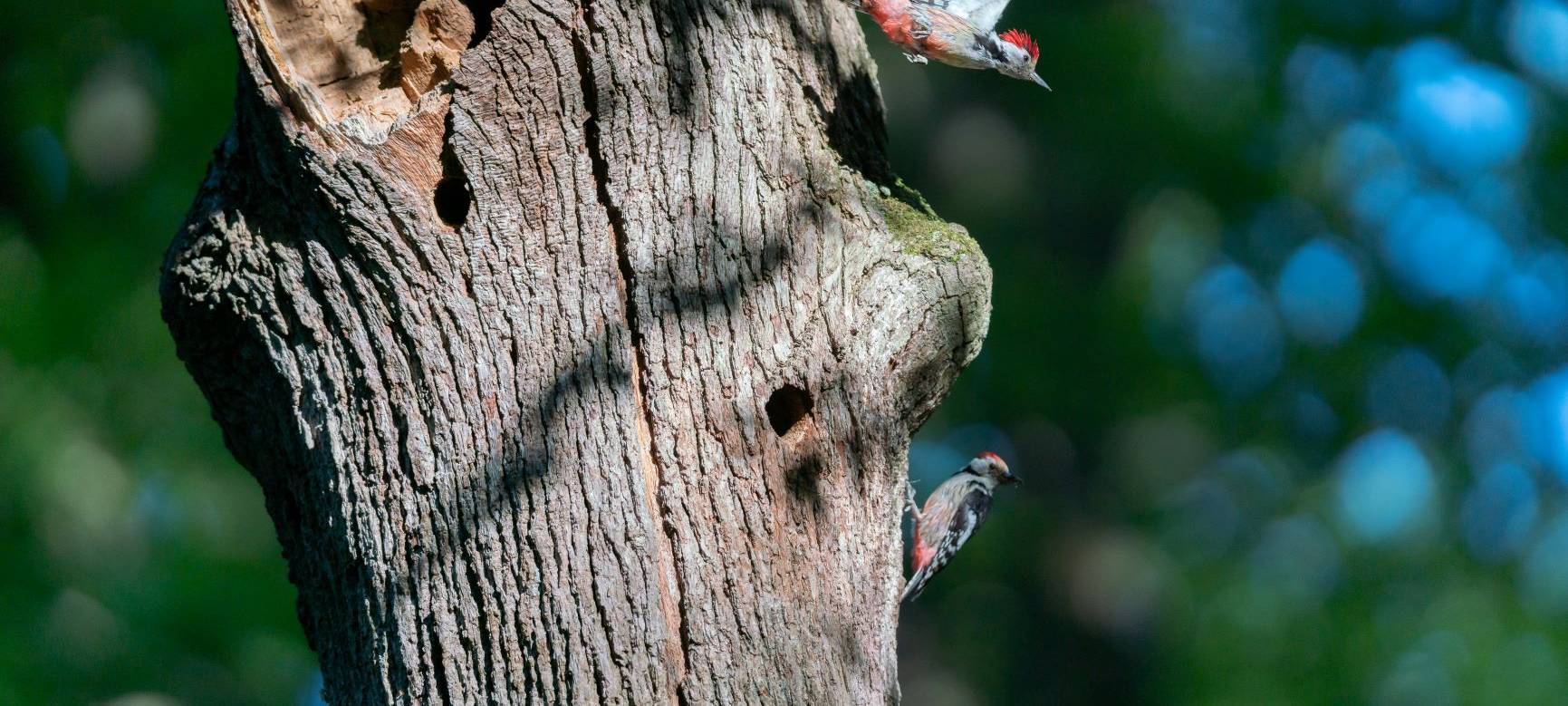 Klever Landwirte sind gegen Reichswald als NRW-Nationalpark