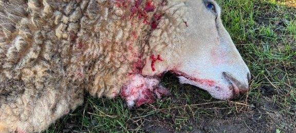 In Kirchhellen hat ein Wolf wieder ein Schaf gerissen