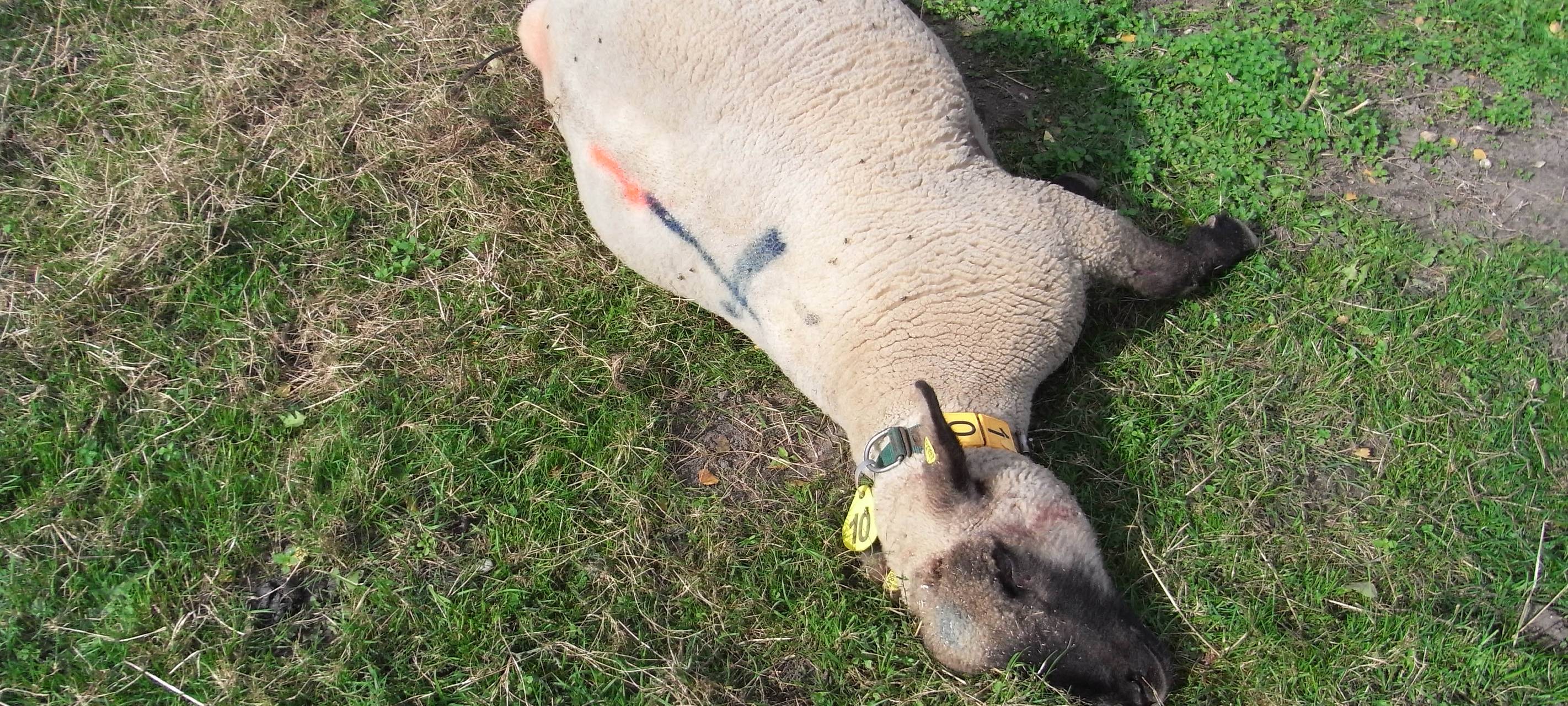 Wieder Schafsrisse in Hünxe-Bruckhausen