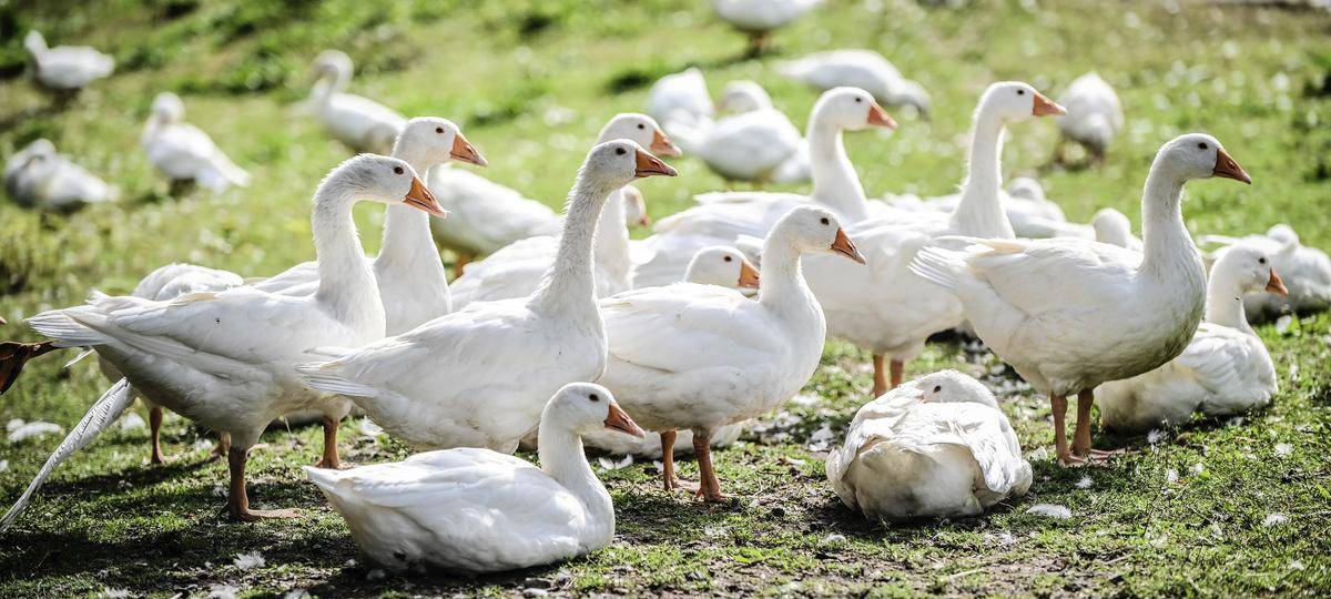 Martinsgänse werden in diesem Jahr deutlich teurer