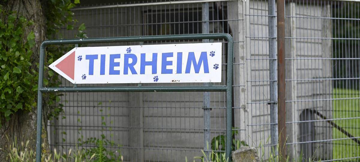 Steigende Kosten: Tierheime im Kreis Wesel schlagen Alarm