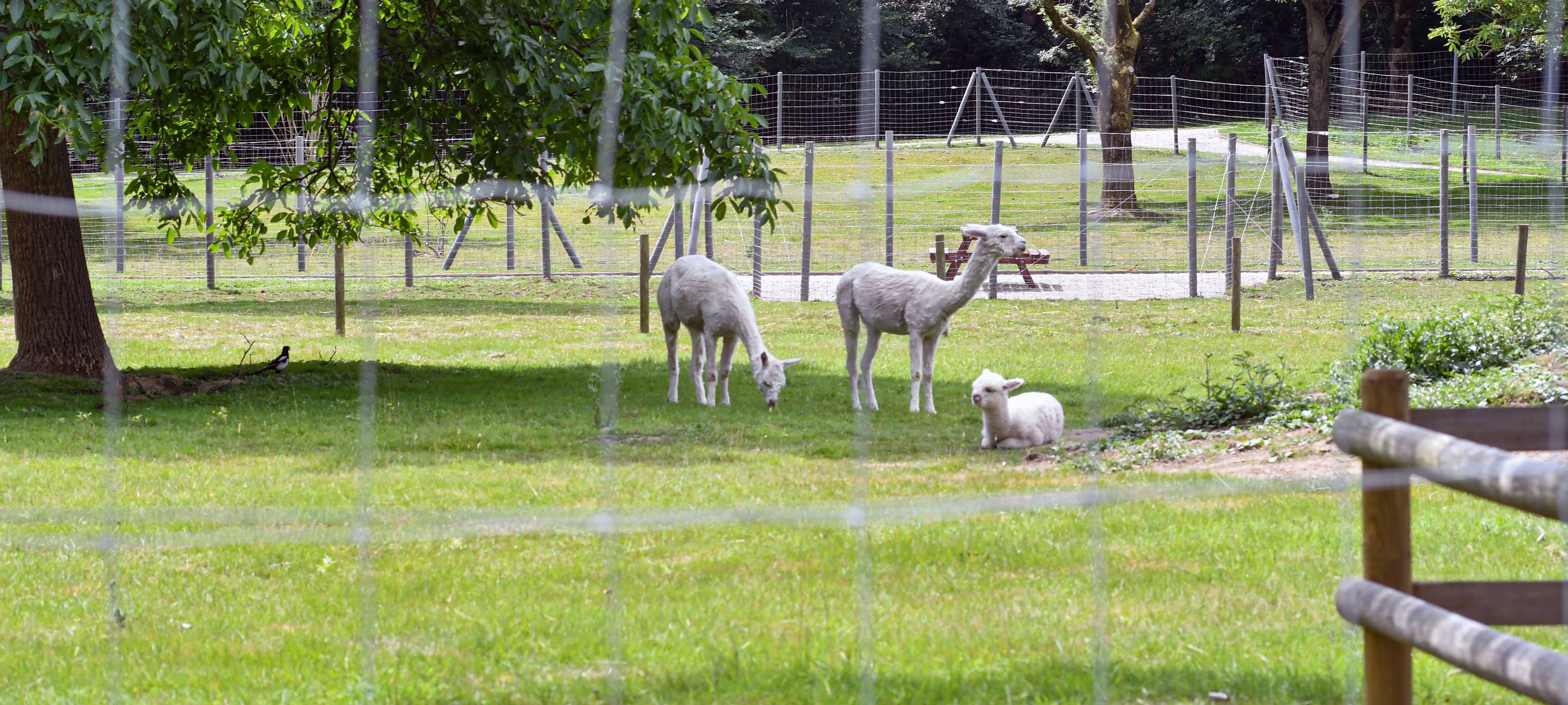 Streichelzoo-Tiere in Moers müssen für Umbau umziehen