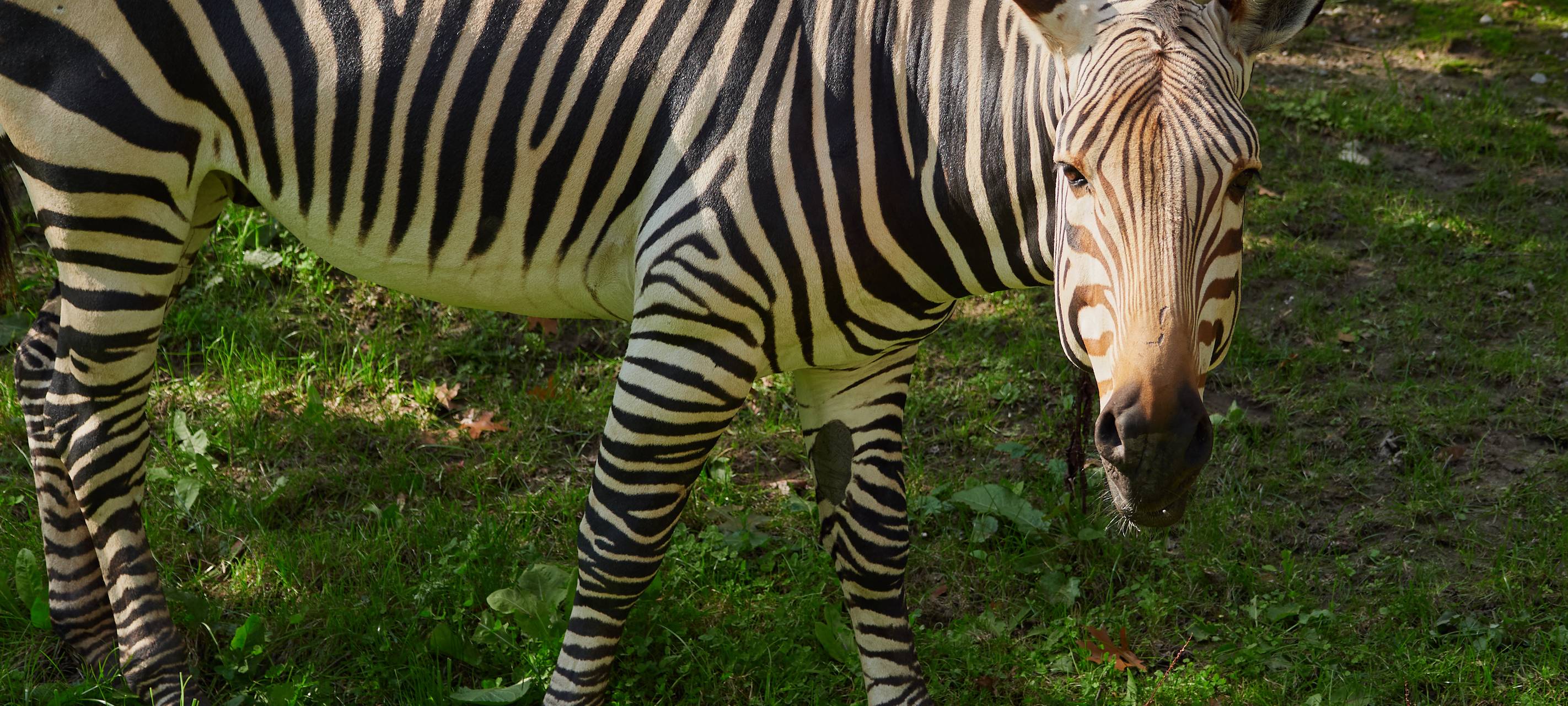 Krefelder Zoo vervollständigt Bergzebra-Herde