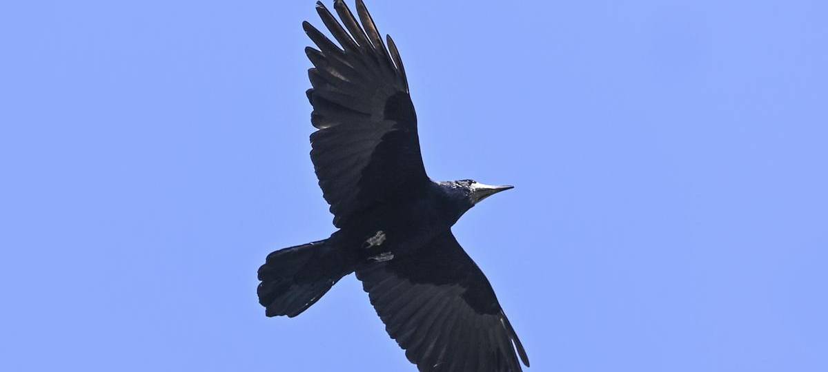 Wesel möchte gegen Saatkrähen-Plage vorgehen