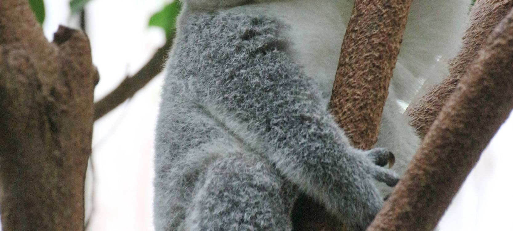 Duisburger Zoo trauert um zwei weitere Koalas