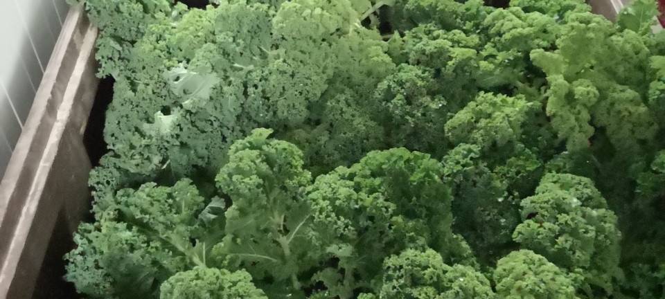 Bauer Abels aus Büderich: Grünkohl ist gerade der "Renner"