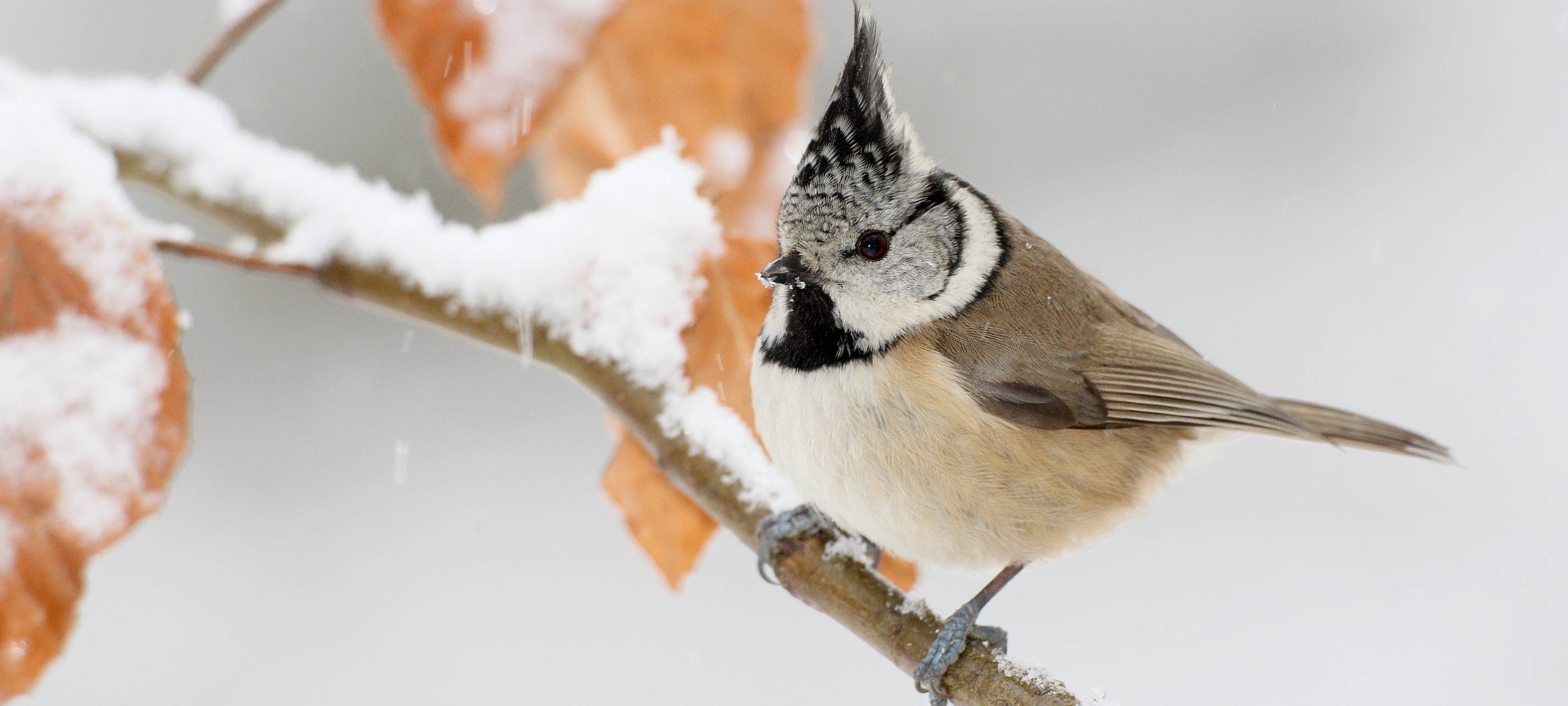 Vogelzählung dieses Wochenende
