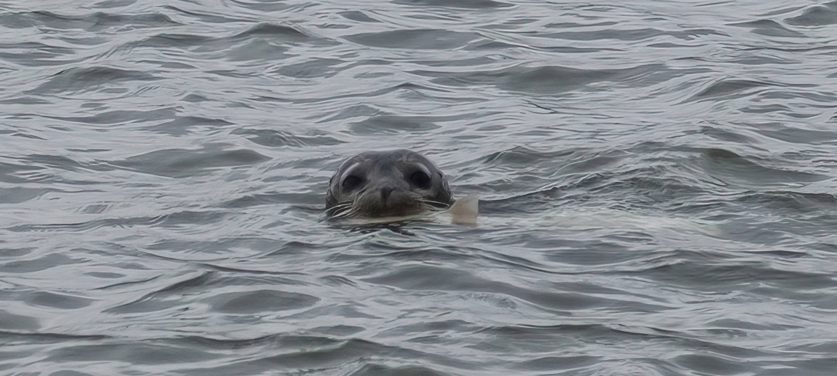 Im Rhein bei Voerde wurde offenbar eine Robbe gesichtet