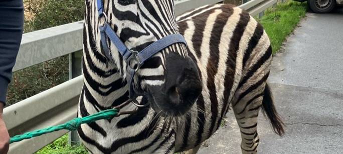 Ausgebüxt - Polizei in Geldern musste zwei Zebras einfangen