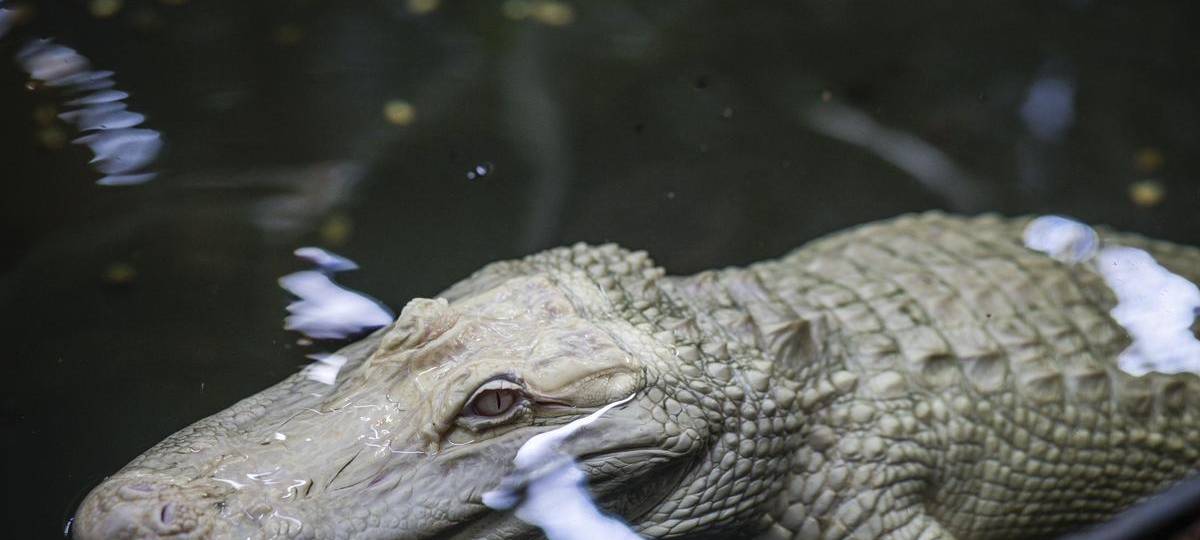 Im Rheinberger TerraZoo lebt ein neuer Albino-Alligator