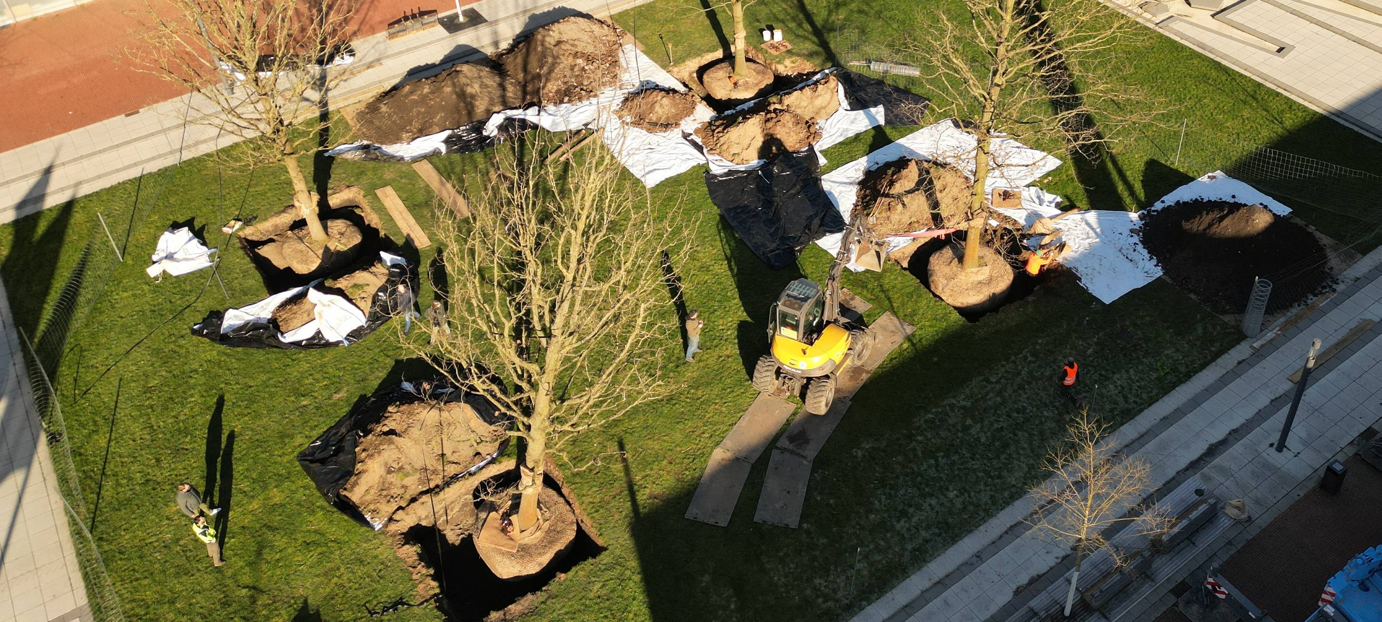 Vier Friedensbäume auf dem Karl-Flügel-Platz in Kamp-Lintfort gepflanzt