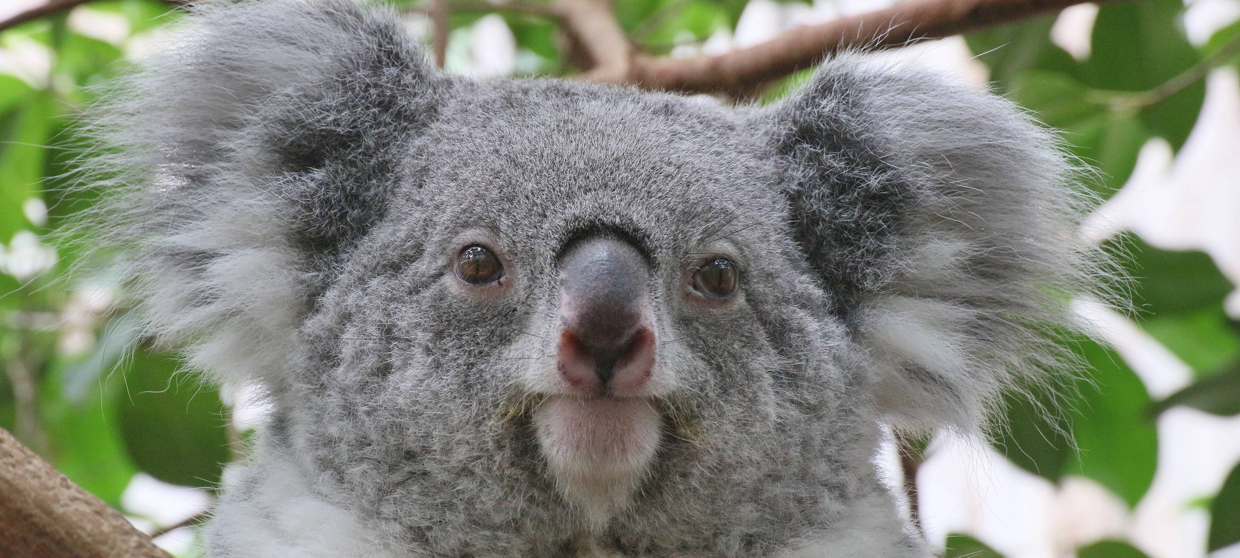 Valentinstag im Zoo Duisburg: Führung mit der Taschenlampe