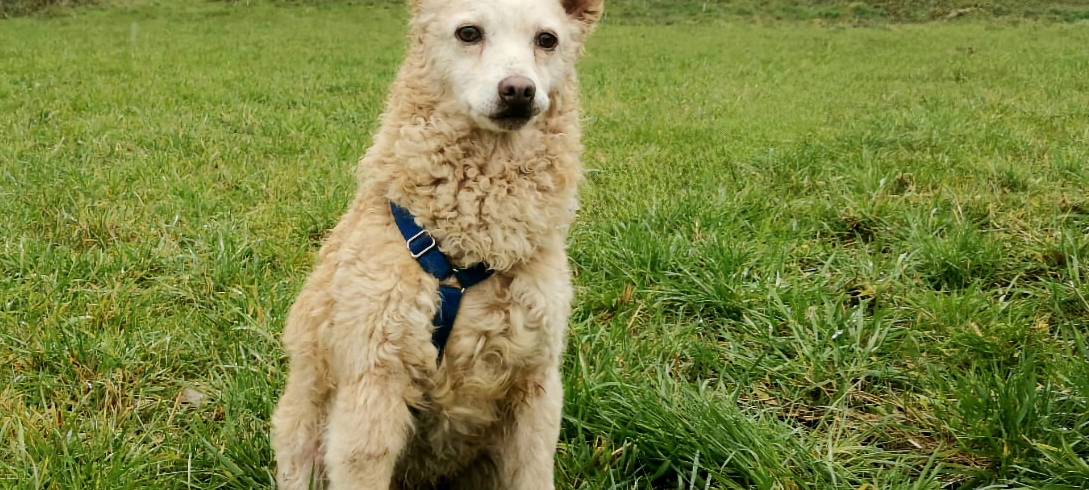 Fozzie Bär sucht ein neues Zuhause