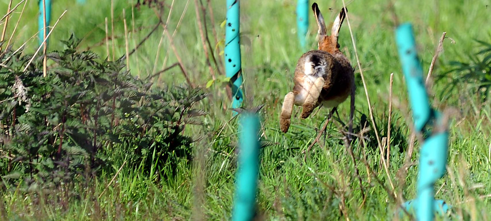 Kreis Wesel: Zahl der Hasen bleibt stabil