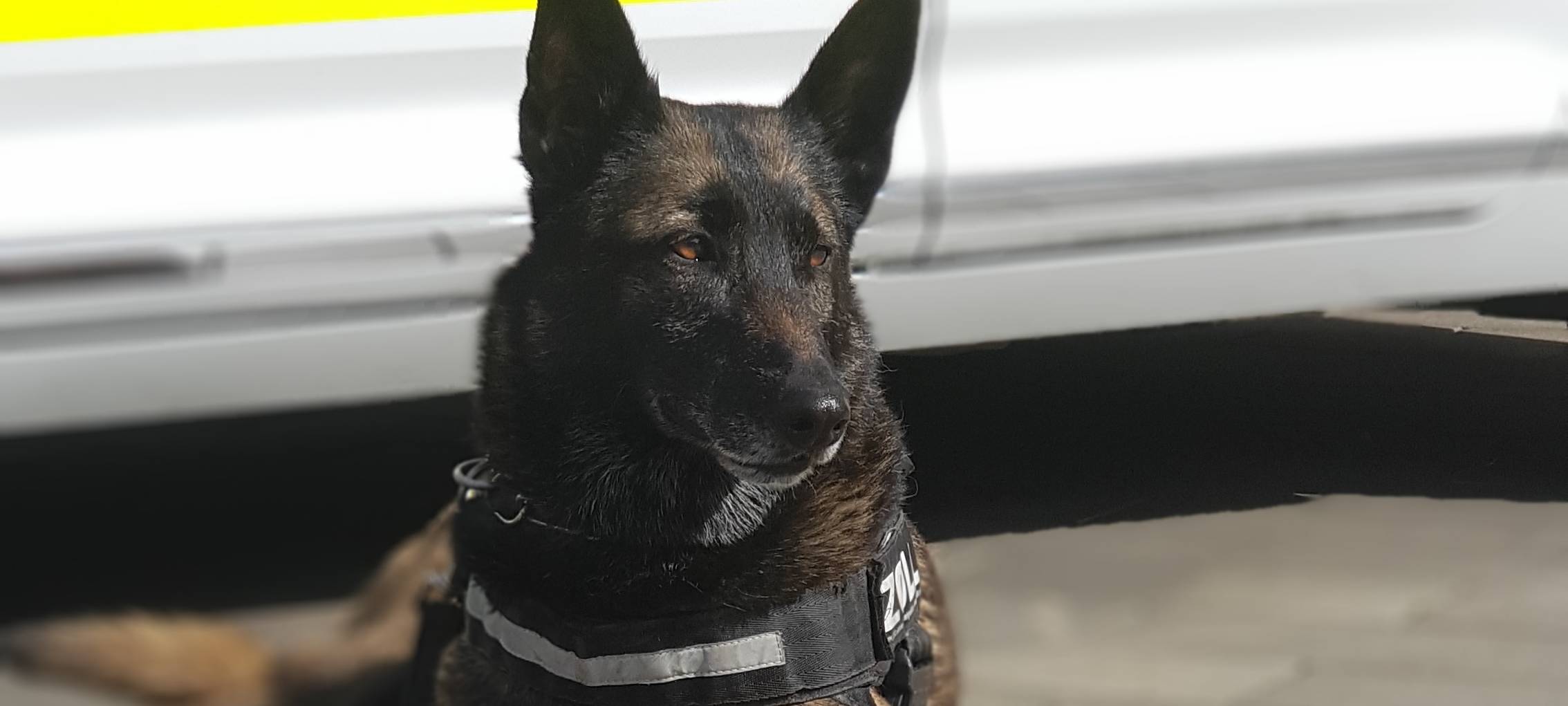 Spürhund erschnüffelt am Niederrhein sechs Kilo Drogen