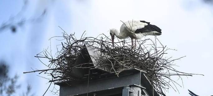 Störche bauen Nest auf "Vogelstand" der Voerder Schützen
