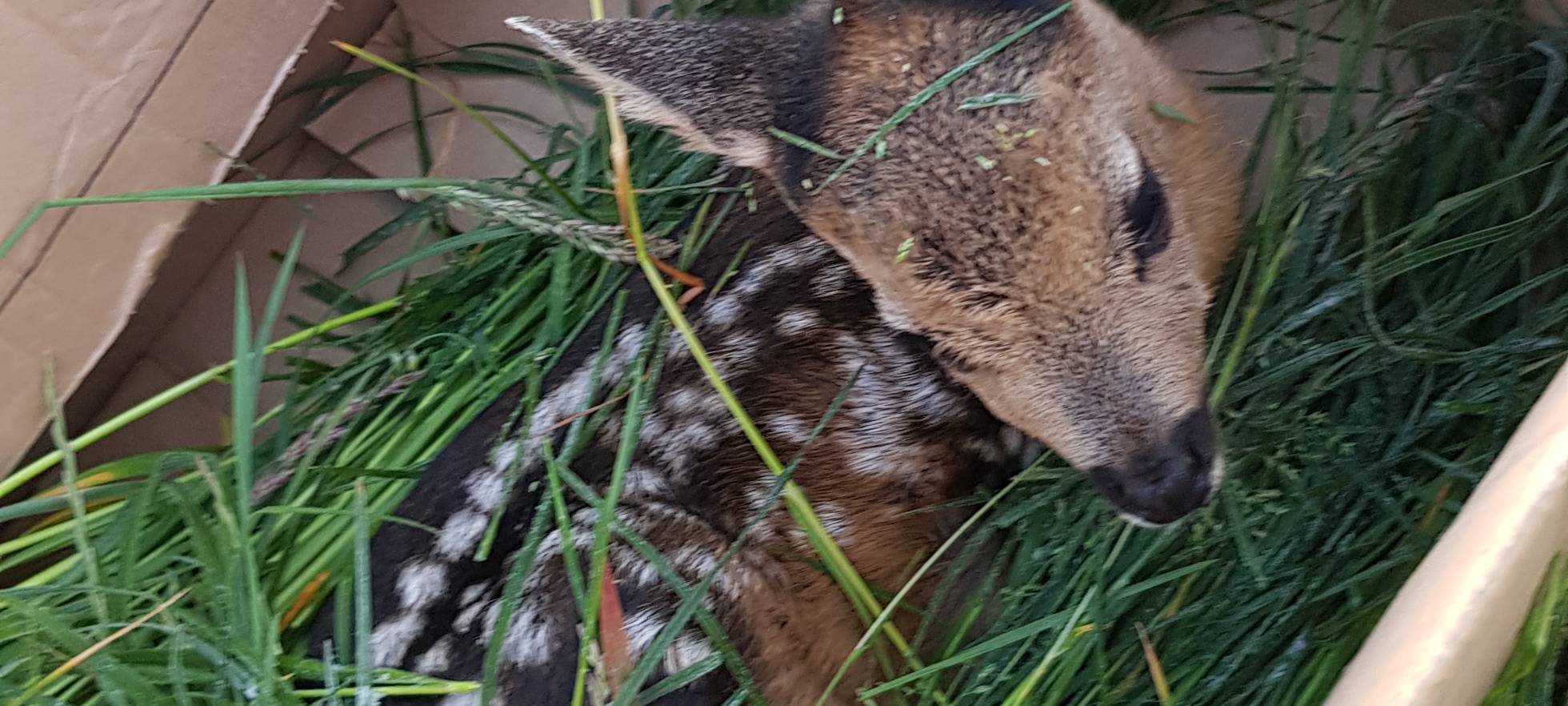 Kreisjägerschaft Wesel: Rehkitzrettung beginnt
