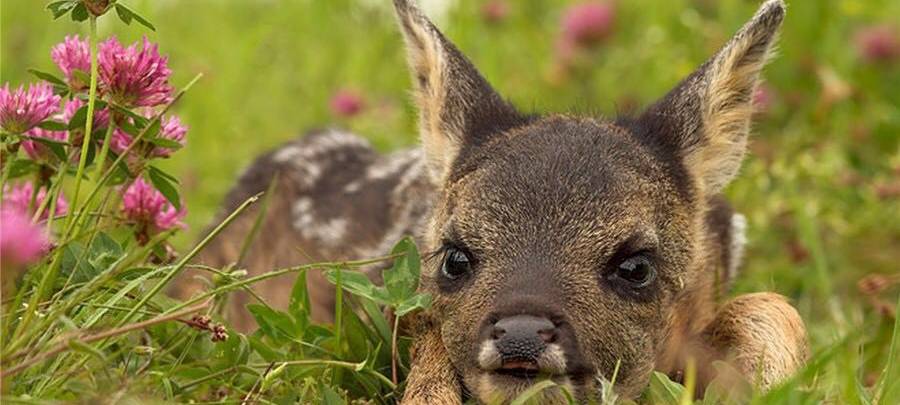 Kreisjägerschaft Wesel: Rehkitzrettung beginnt