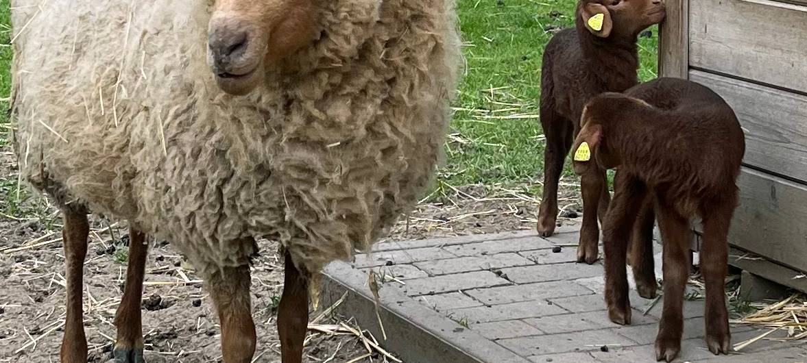 Neue Lämmchen im Moerser Streichelzoo - Ärger über Einbruch