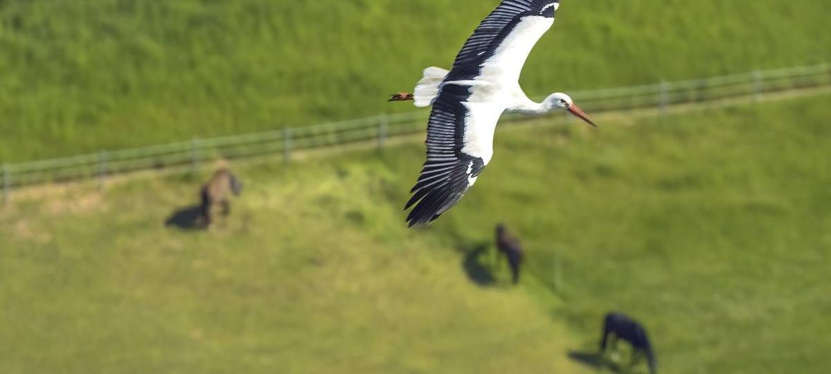 Storch in Walsumer Rheinaue zieht gleich vier Jungtiere groß