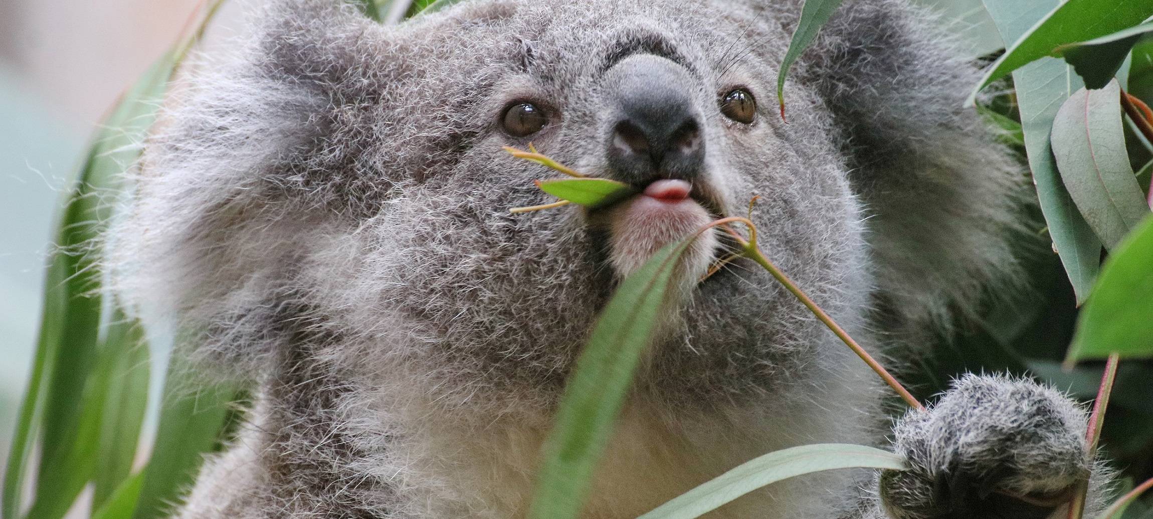 Der Zoo Duisburg feiert am Sonntag die Koalas