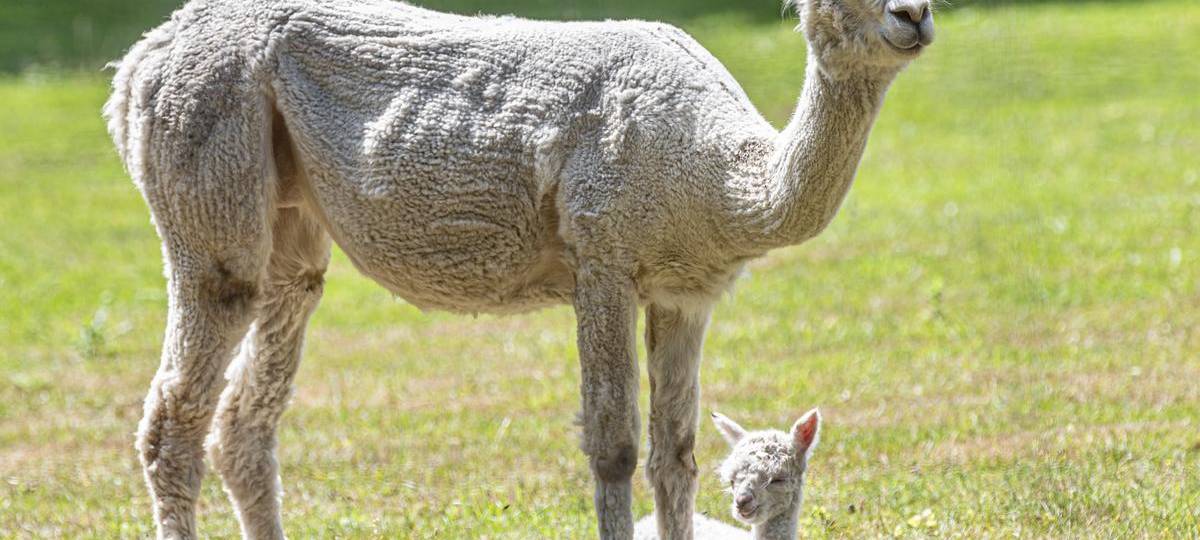 Gegen Vandalismus: Live-Bilder aus dem Moerser Streichelzoo