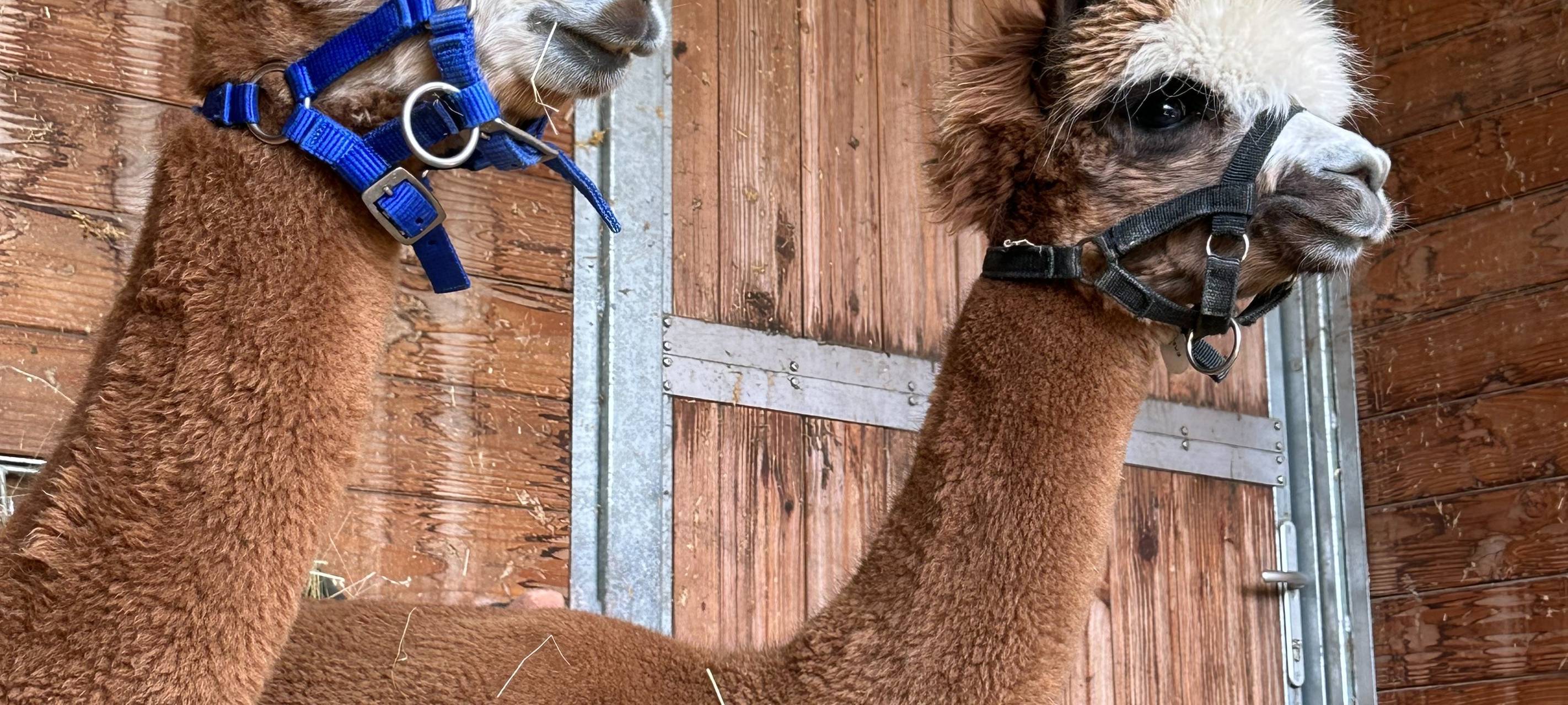 Im Kamp-Lintforter Tierpark leben jetzt zwei neue Alpakas