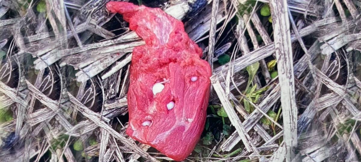 Polizei sammelt giftige Hundeköder in Mehrhoog ein