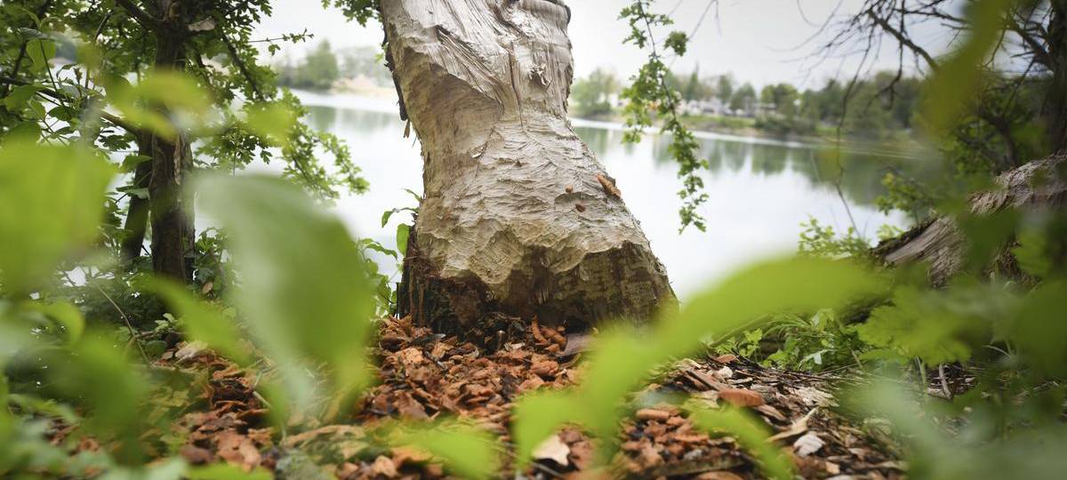 NABU Kreis Wesel weist Schäden Deichen durch Biber zurück