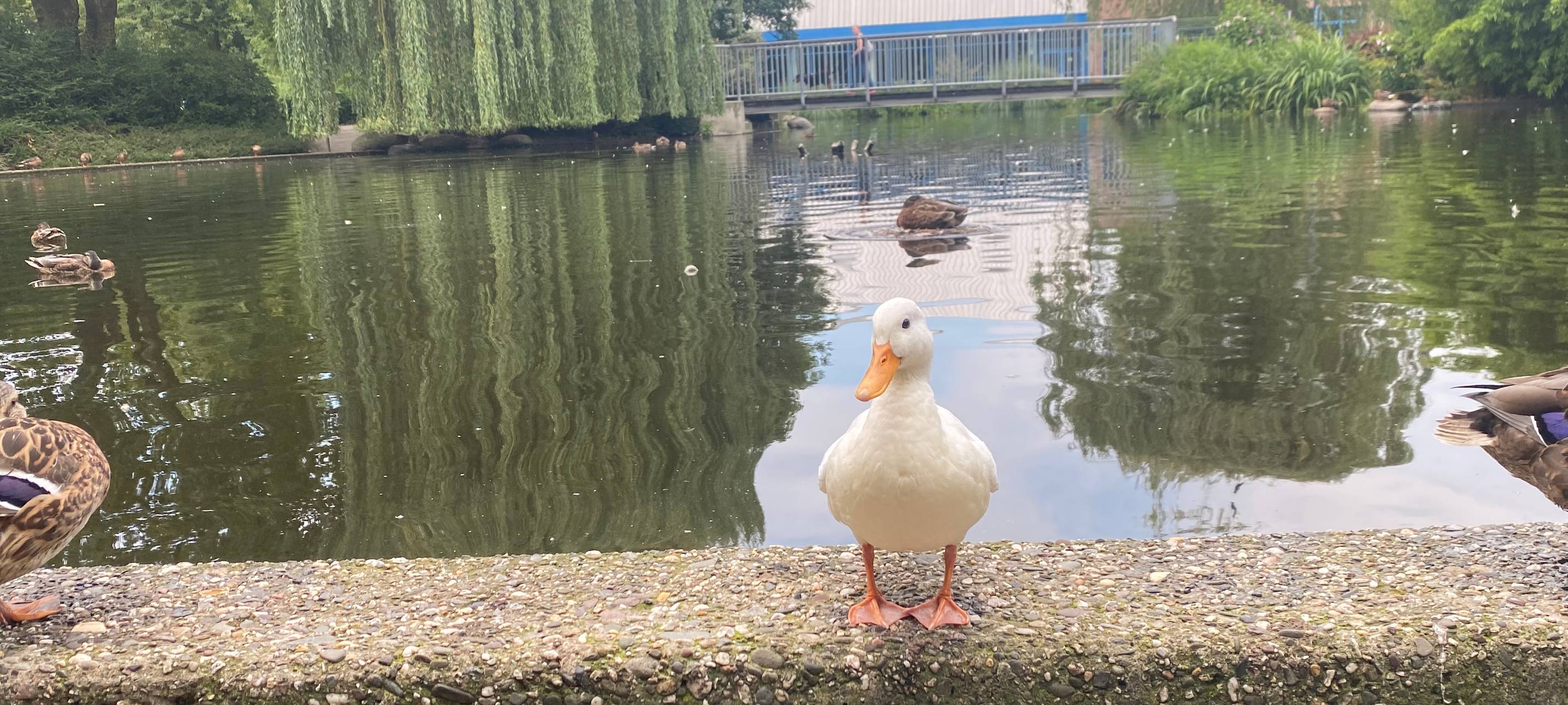 Wesel hat jetzt eine weiße Ente im Heubergpark