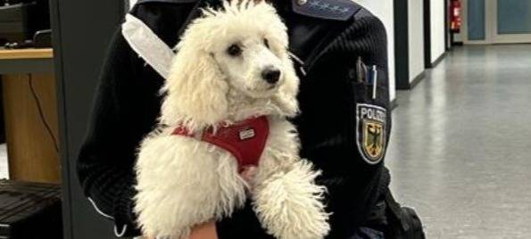 Bahnfahrer rettet Hund aus den Gleisen in Duisburg