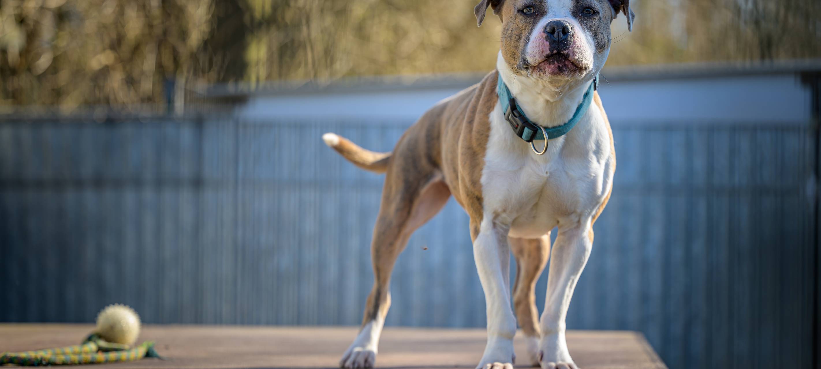 Kampfhundesteuer ist kreisweit in Wesel am höchsten