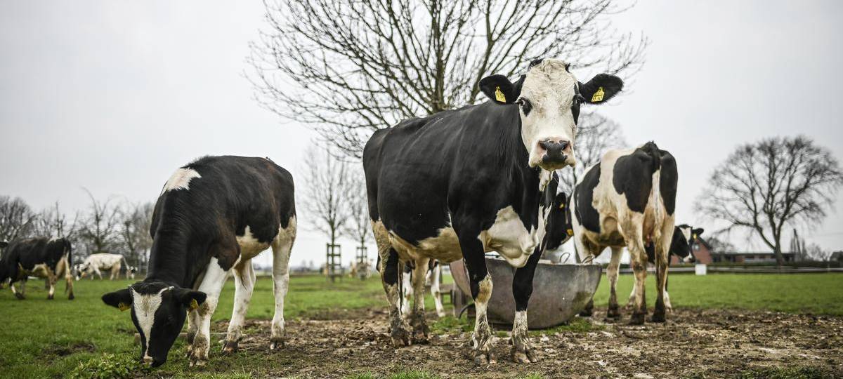 Kreis Wesel untersagt Kuhstallkonzerte in Voerde