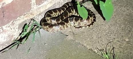 Rheinberger Terra-Zoo half bei ausgebüxter Schlange