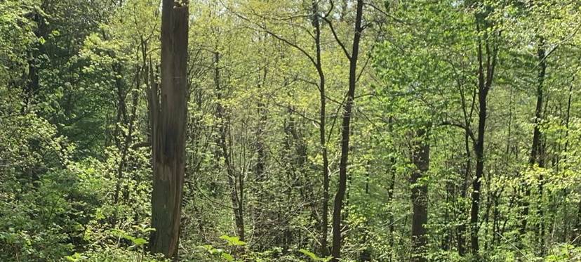 NABU unterstützt Petition für einen zweiten Nationalpark