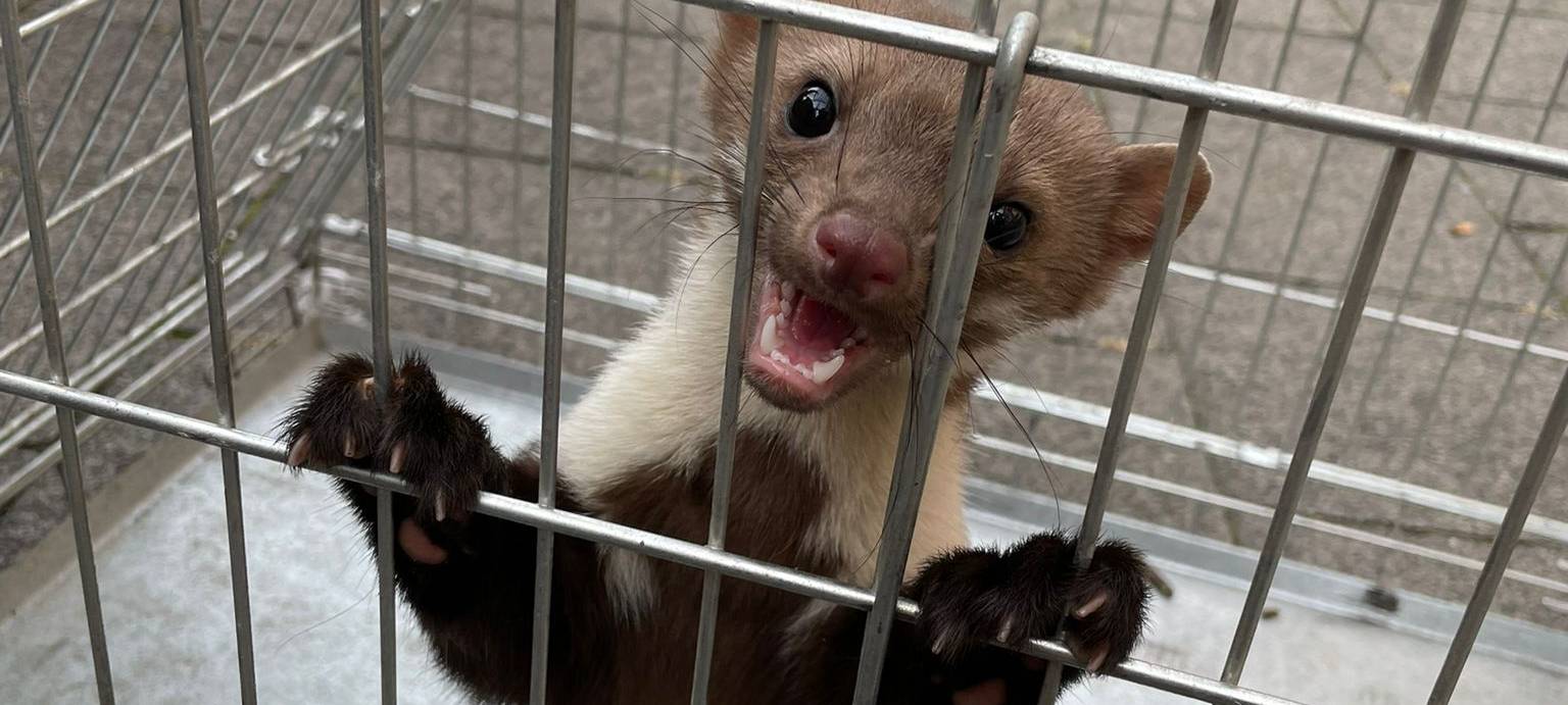 Feuerwehreinsatz wegen Marder im Röntgengerät