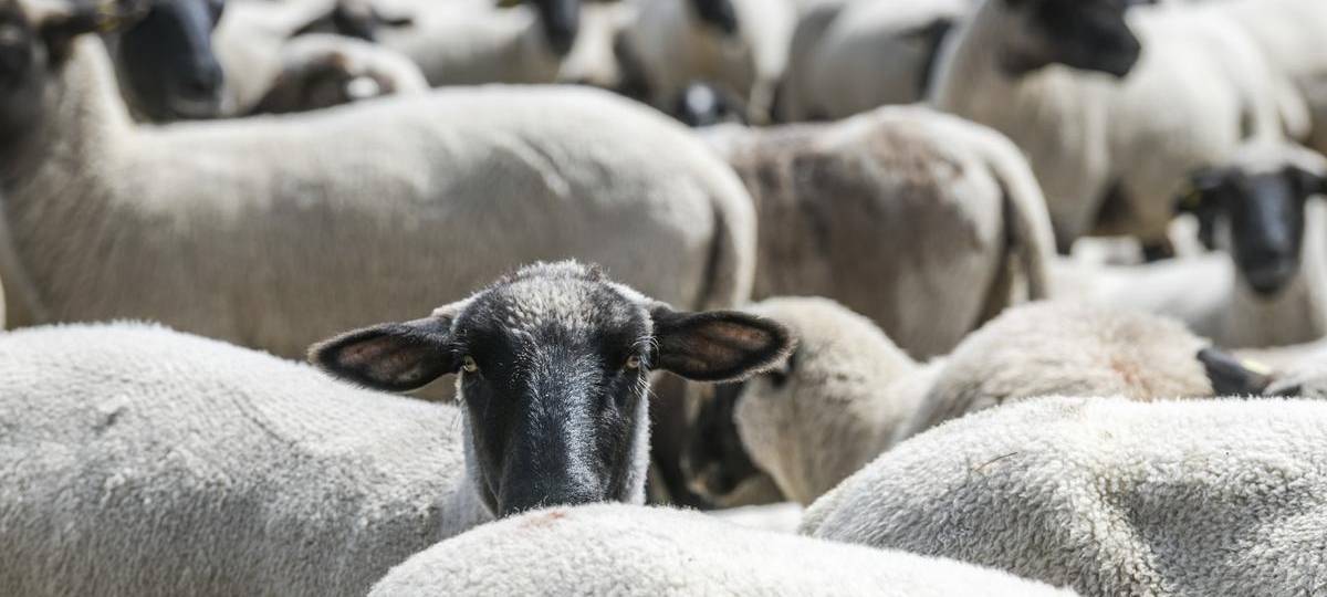 Vier Schafe in Schermbeck getötet - trotz Herdenschutzzaun