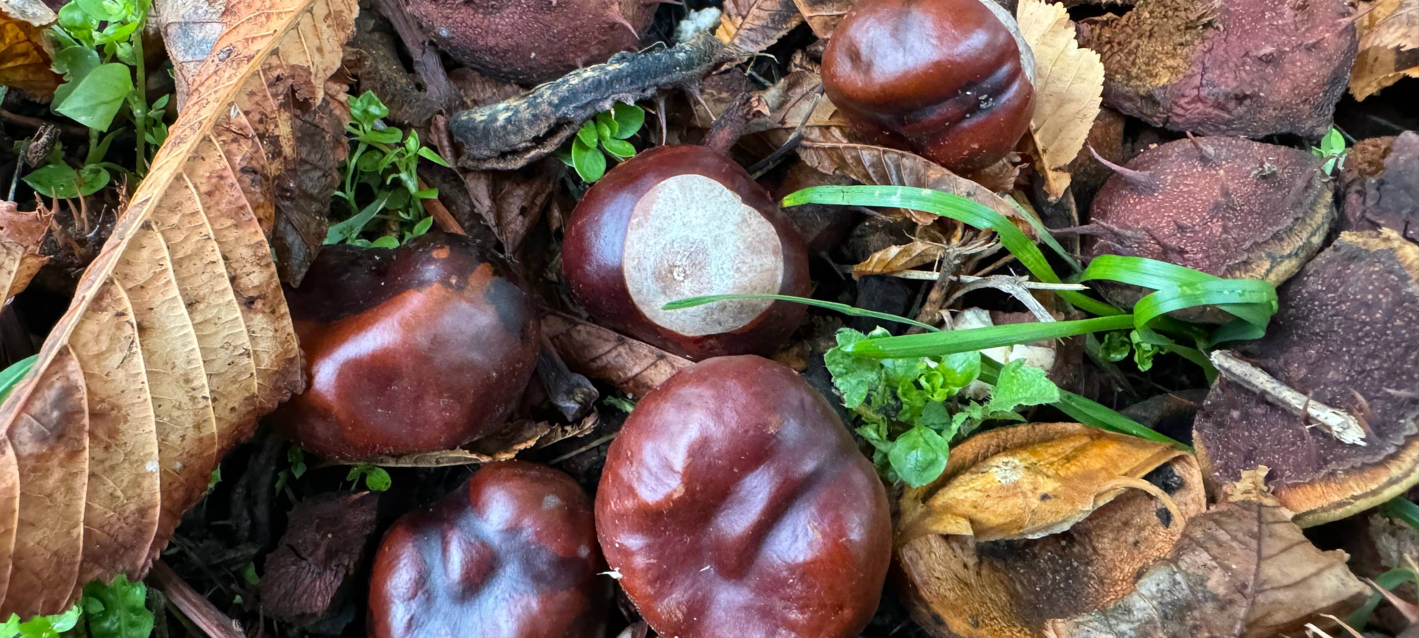 Hansefest, Jungbornparklauf und Kastanienfest im Kreis Wesel