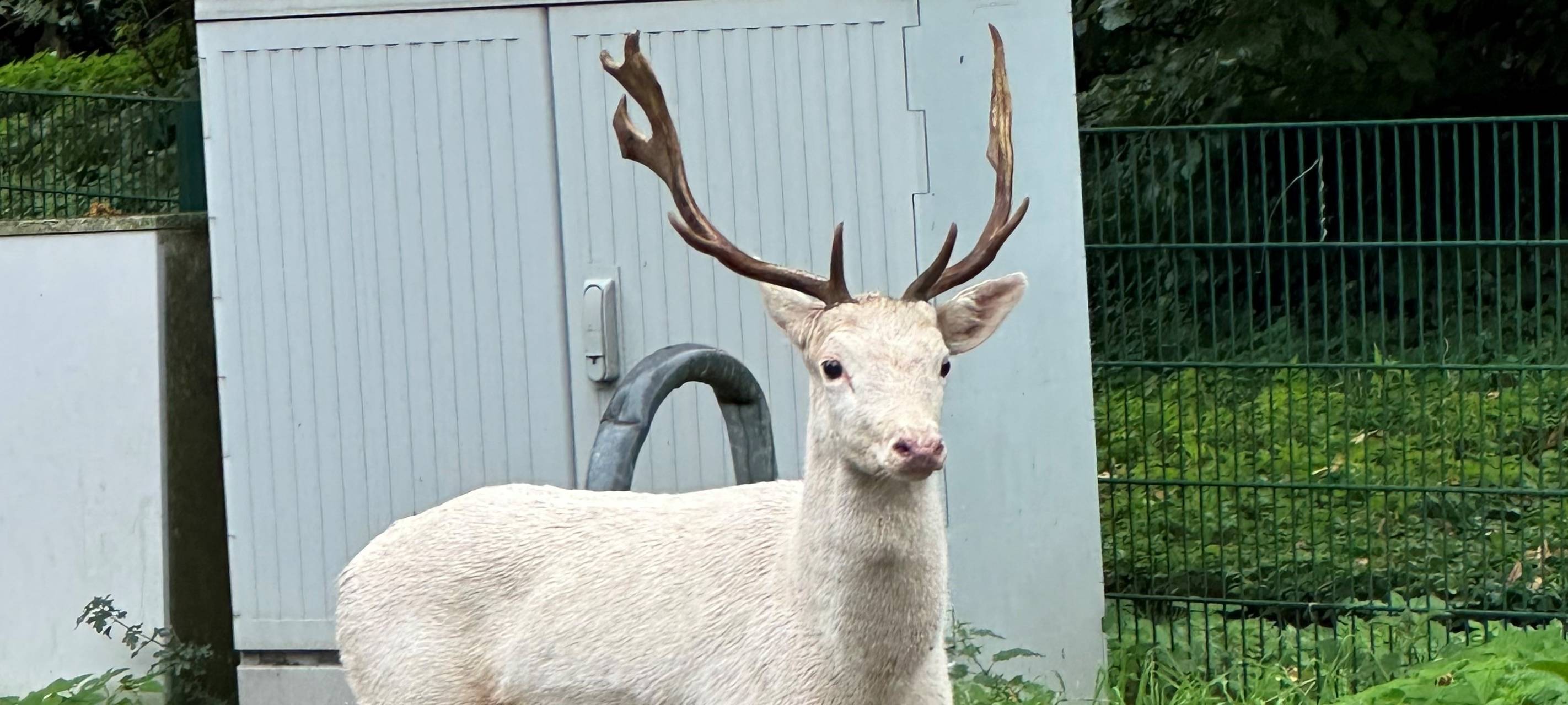Weißer Hirsch hält Polizei und Feuerwehr in Moers auf Trapp
